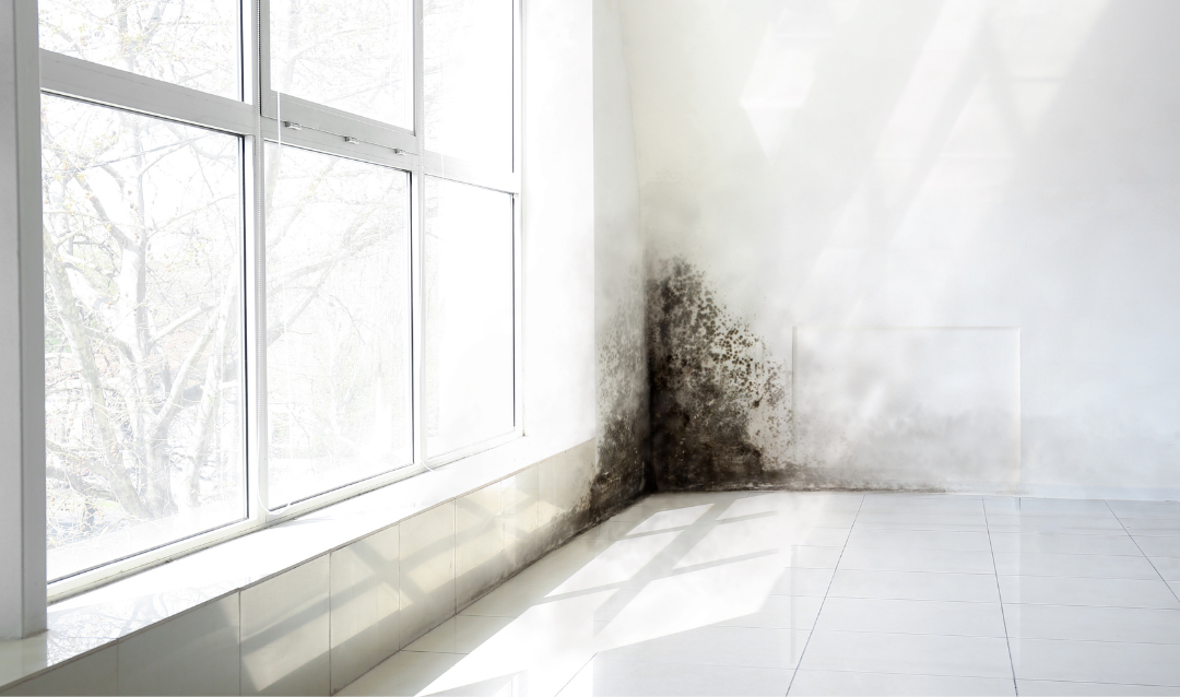mold2